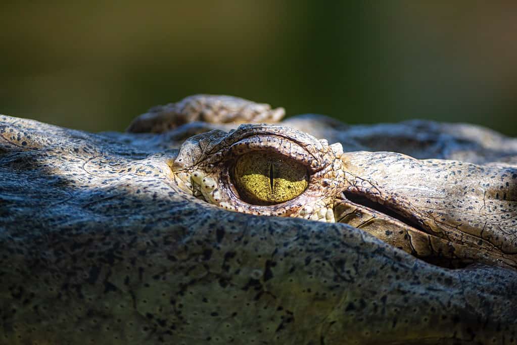 brown crocodile eye in close up photography