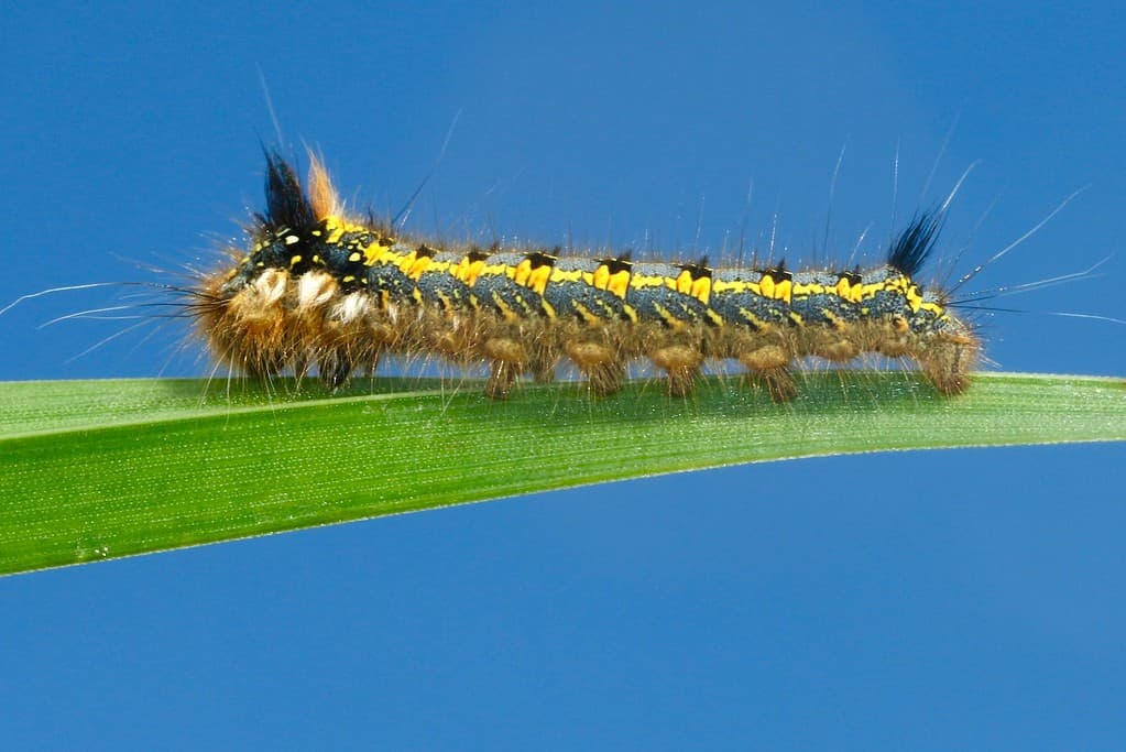 macro photography of yellow caterpillar
