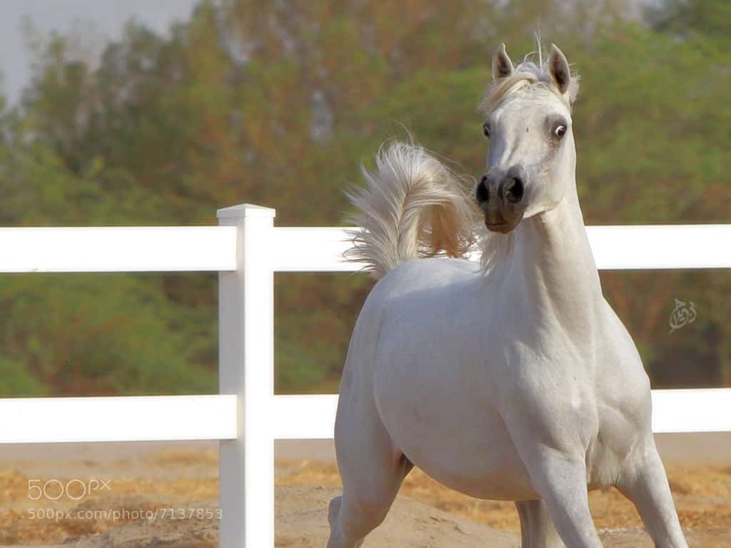 Descubre el significado de tus sueños: ¿Qué significa soñar con caballos?