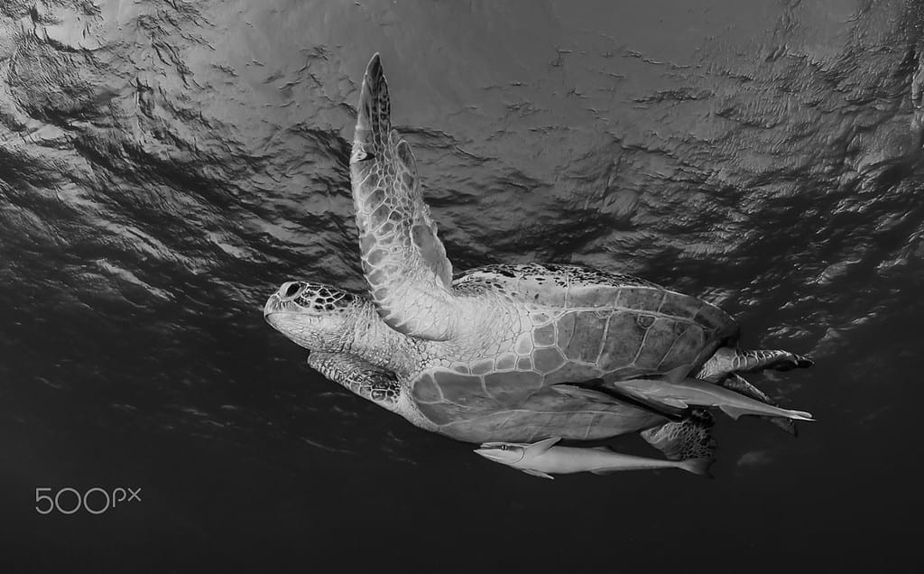 Descubre el simbolismo de soñar con tortugas y su interpretación en tu vida