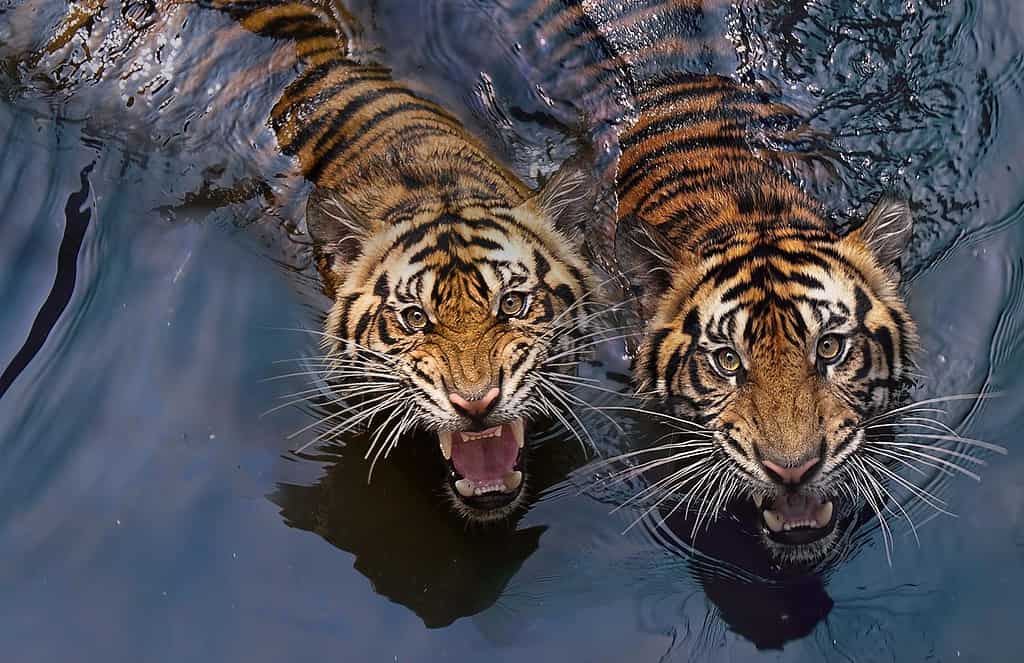 Descubre el simbolismo detrás de soñar con tigres