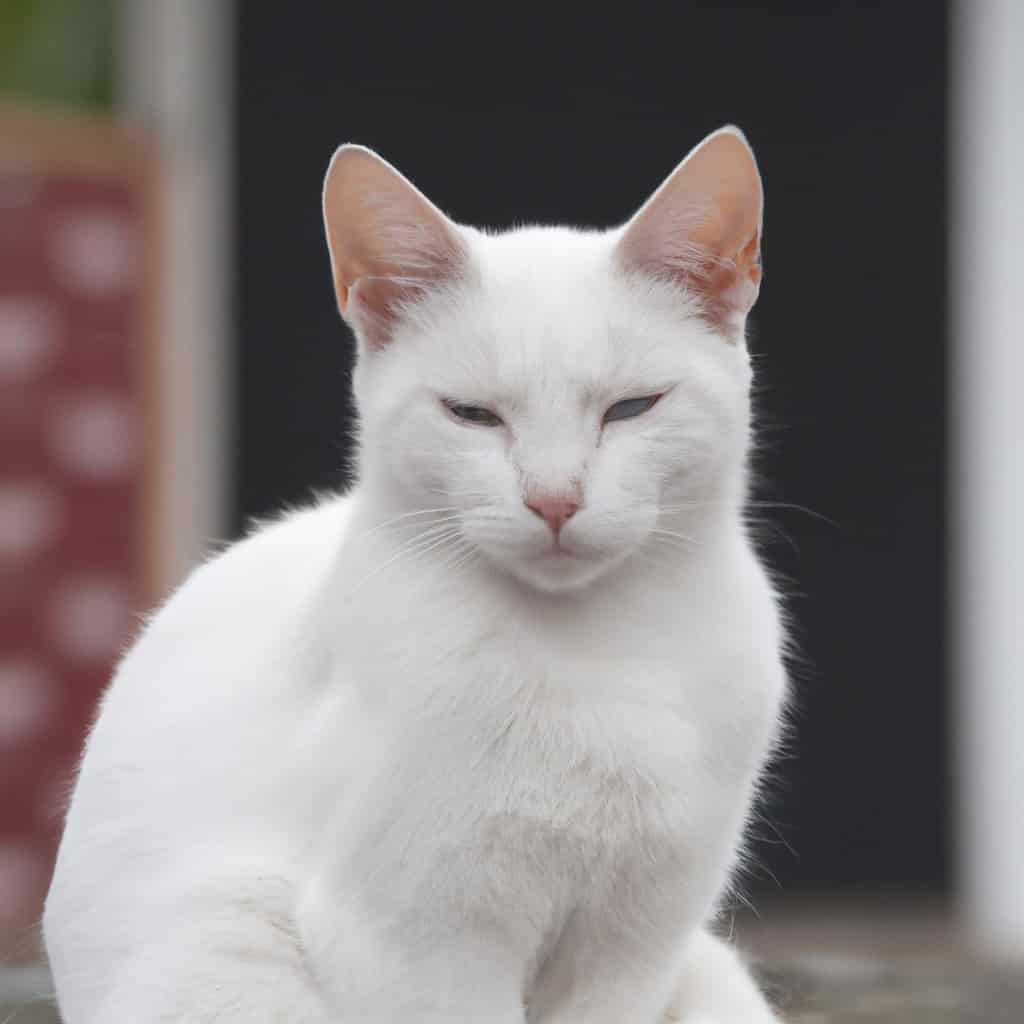 El simbolismo del gato blanco en tus sueños: descubre su significado