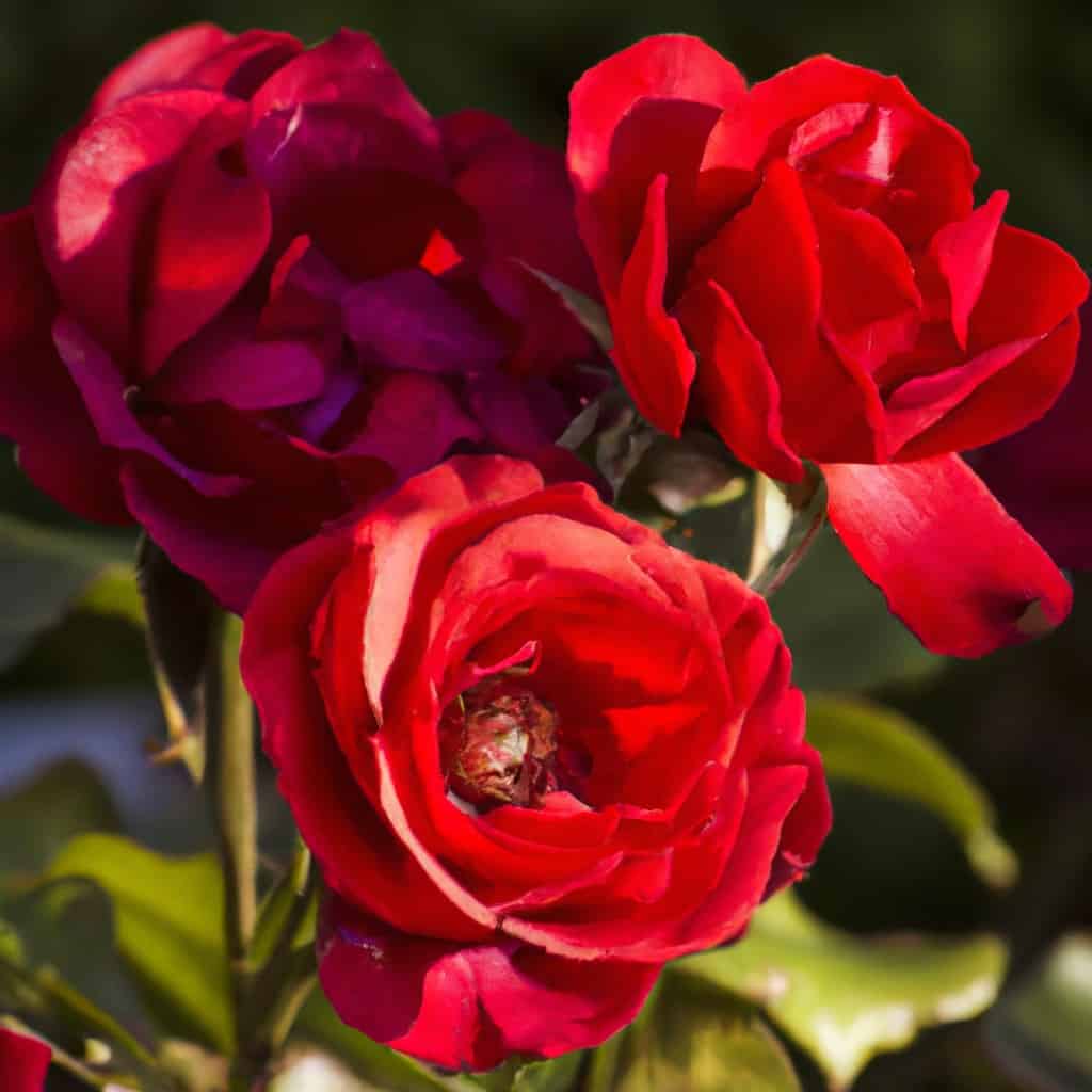 Descubre el significado de soñar con rosas rojas y cómo puede afectar tu vida