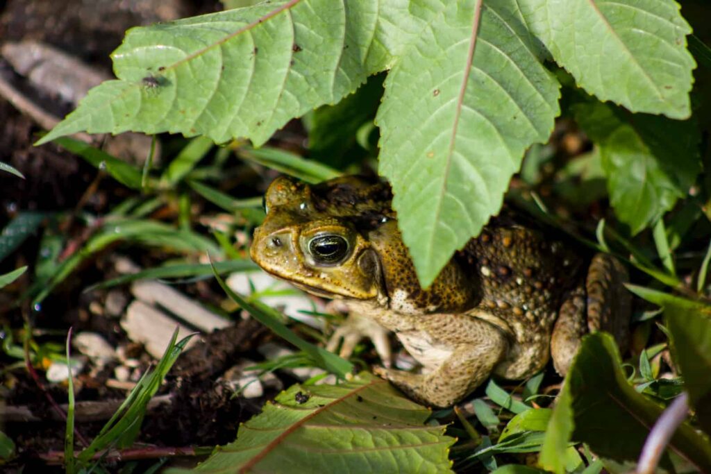 brown frog on green leaves