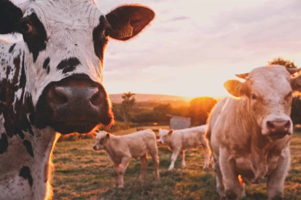 Descubre el significado detrás de tus sueños con vacas